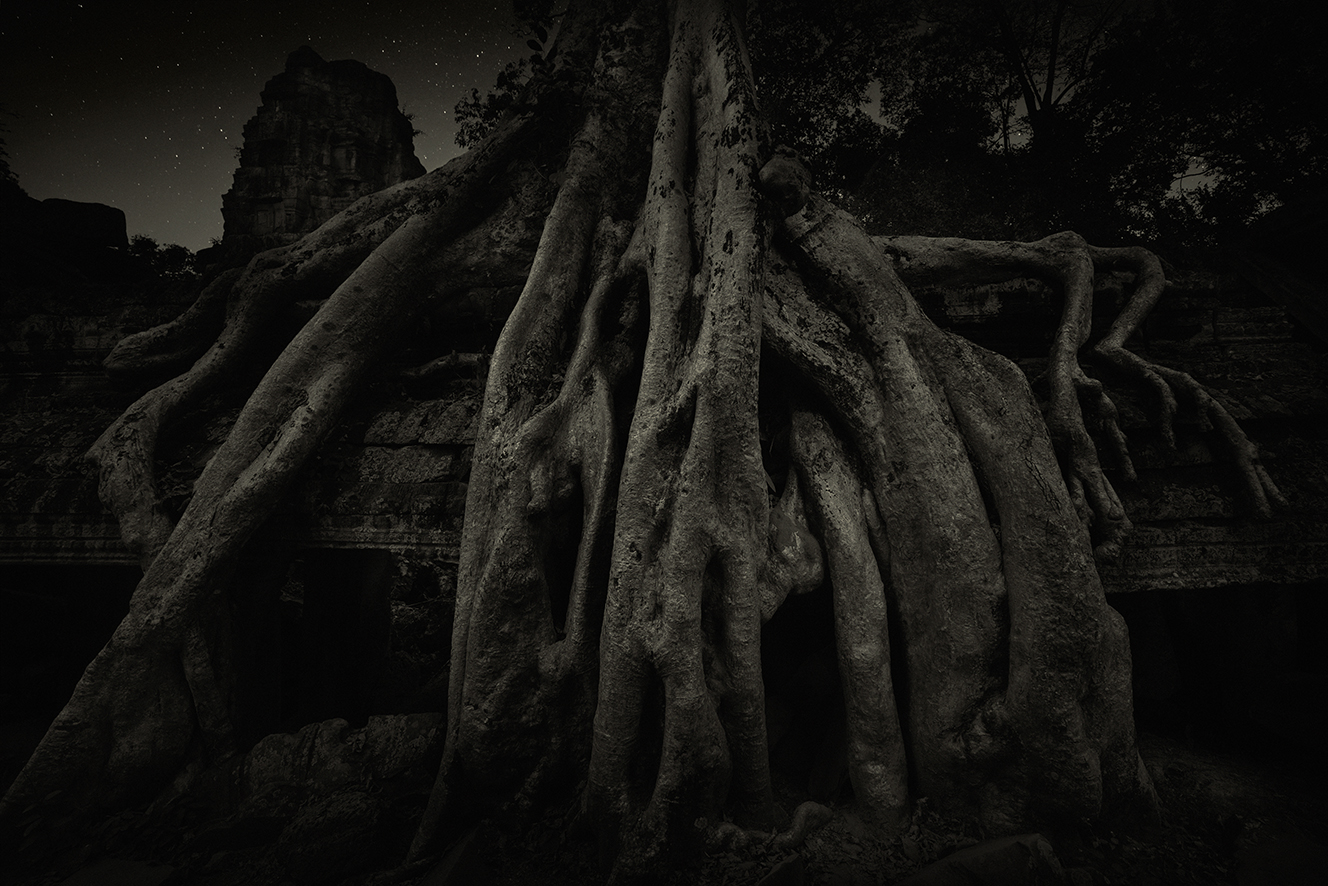 Strangler Fig 6 Ta Prohm Temple